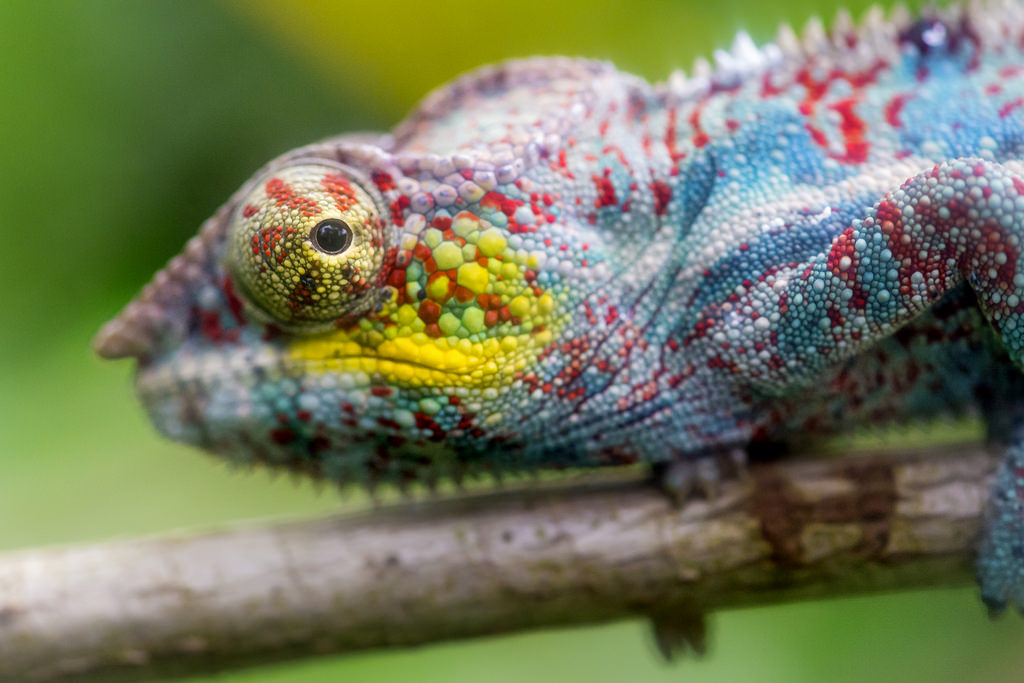 How Do Chameleons Change Color Their Secrets Revealed