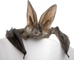 Bat Thought to be Extinct Rediscovered 120 years later