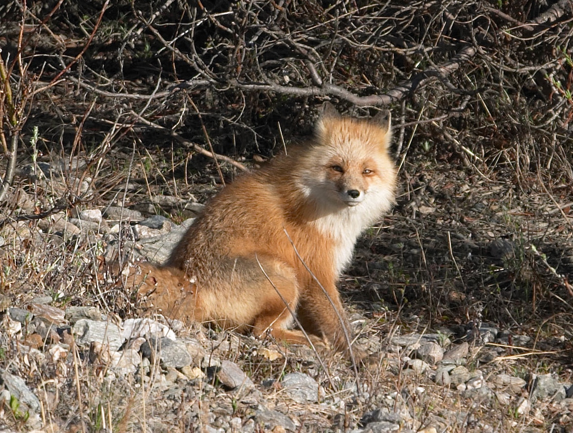 red fox sounds like woman screaming