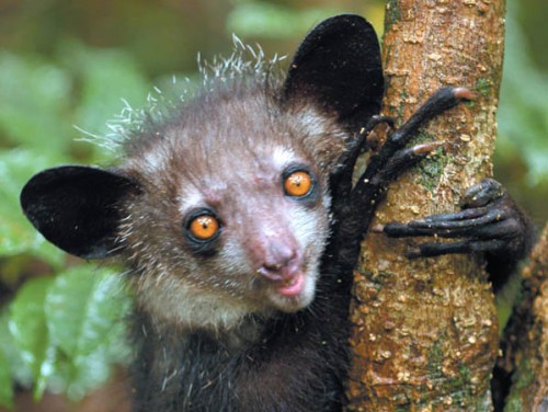 aye aye animal habitat