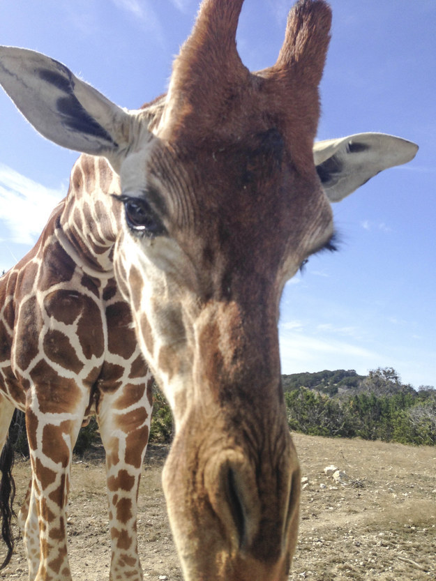 22 Freakish Facts About Giraffes You Will be Glad You Know