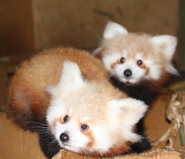 Red Panda Bear Facts and Pictures, Panda Bear Sounds