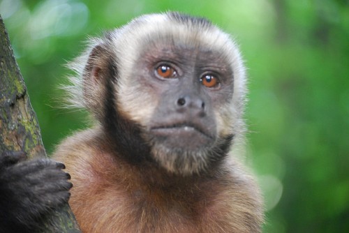 Capuchin Monkeys, Do These Primates Make Good Pets?