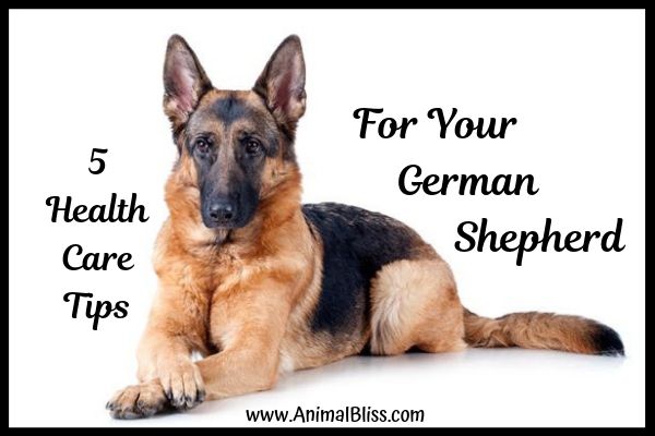taking care of a german shepherd