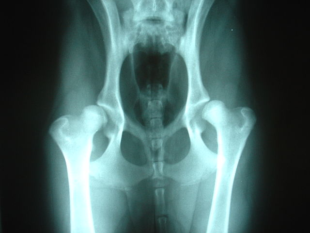 Bilateral Canine Hip Dysplasia in Dogs