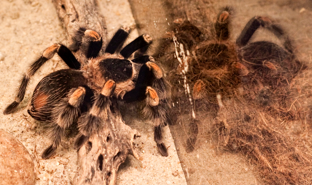 Tarantulas As Pets What Makes The Tarantula A Great Pet 