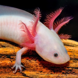 water salamander