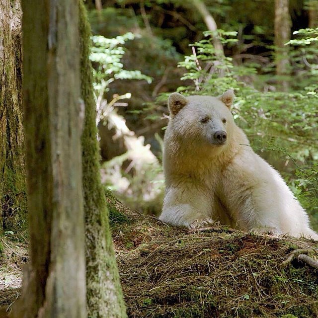Kermode Spirit Bear, British Columbia, Canada