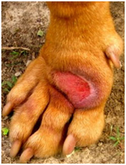 should you cover a hot spot on a dog