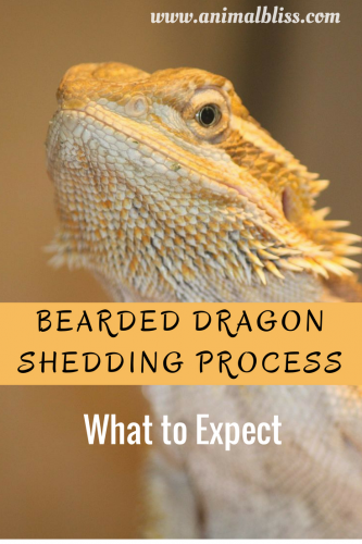 Bearded Dragon Shedding Process : Reptile Shed - What to Expect