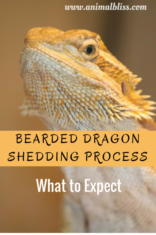 Bearded Dragon Shedding Process Reptile Shed What To Expect