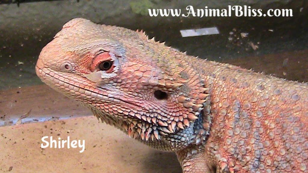 Bearded Dragon Shedding Process : Reptile Shed - What to Expect