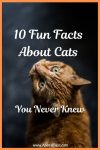 10 Fun Facts About Cats You Never Knew