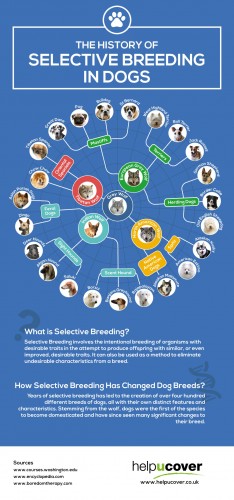 Disadvantages Of Selective Breeding In Dogs