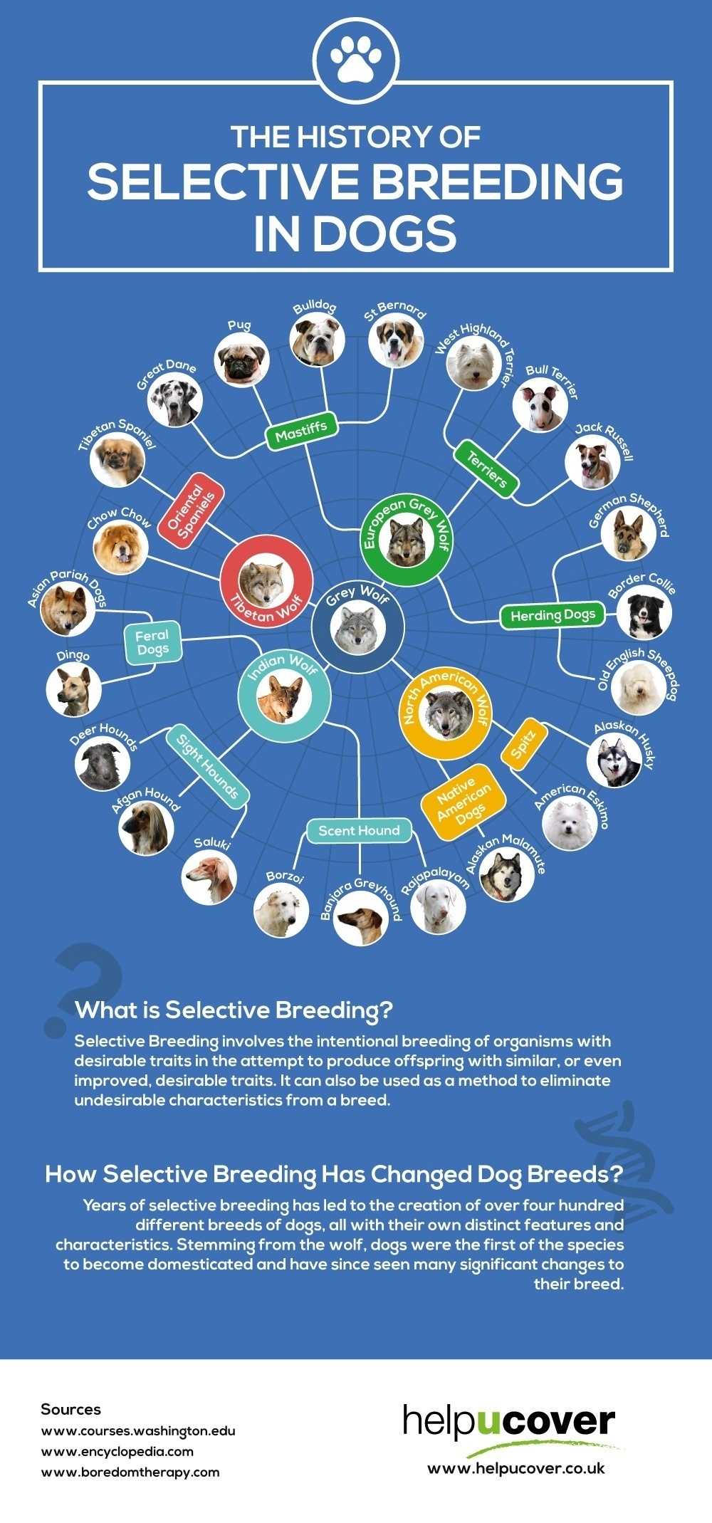 research about dog breeding