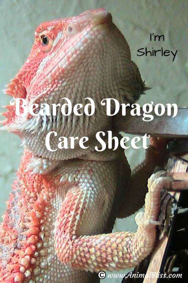 Bearded Dragon Care Sheet Everything you Need to Know