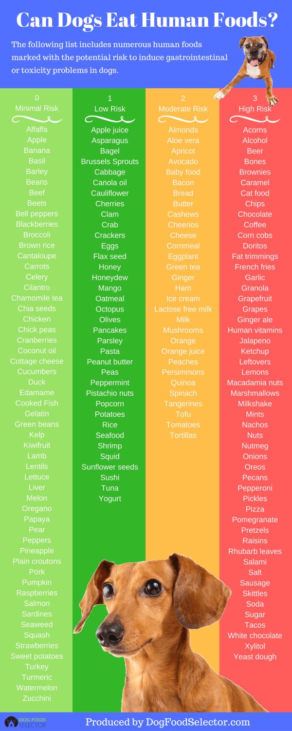 Can Dogs Eat Human Food Low To High Risk Foods