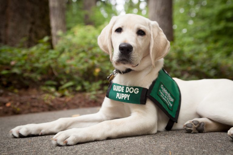 We're Celebrating National Guide Dog Month