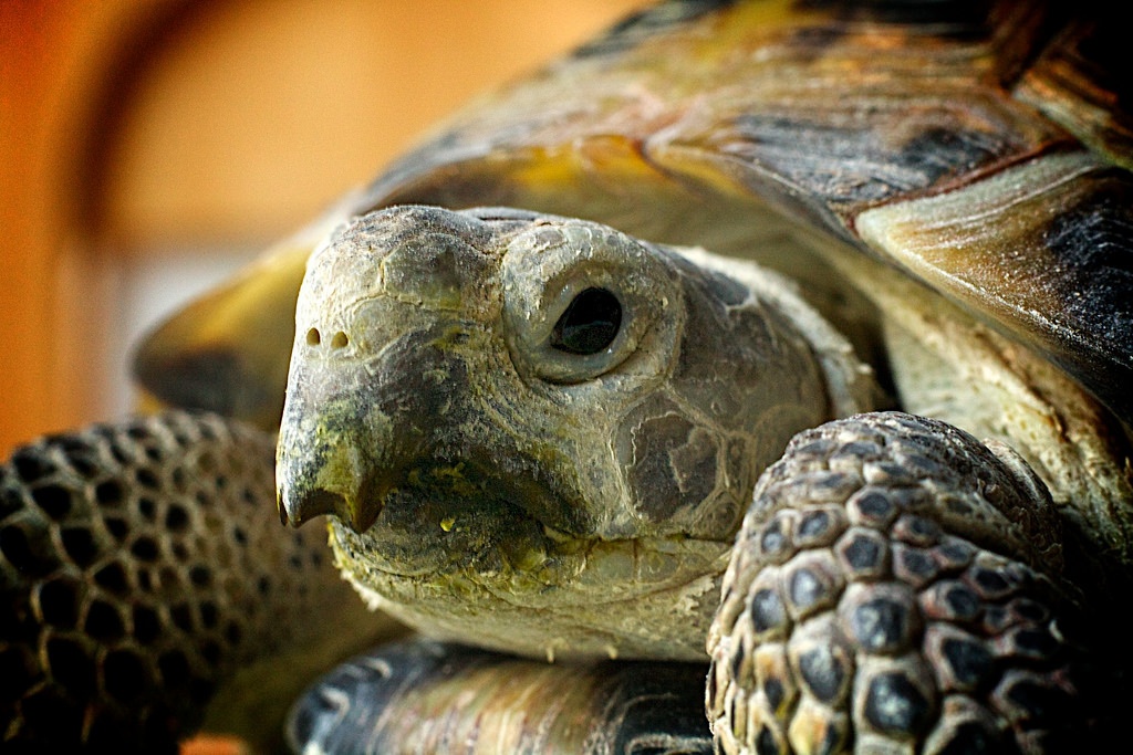 14 Things About Russian Tortoises You Didn t Know Animal Bliss