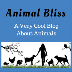 Animal Bliss