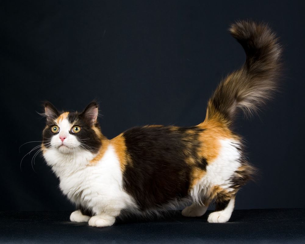 10 Unique Cat Breeds Most Unusual Looking Cats