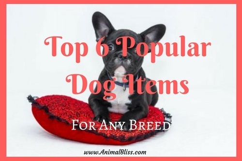 most popular dog accessories