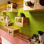 Cat Playroom - 10 Ideas for Creating a Playroom in Your Home