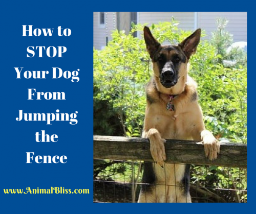 how to get my dog to stop jumping the fence