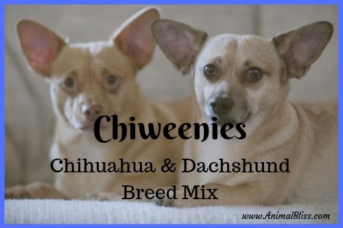chihuahua mix weenie dog