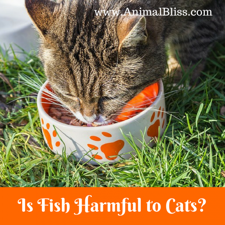 is-fish-harmful-to-cats-thiamine-deficiency-in-cats