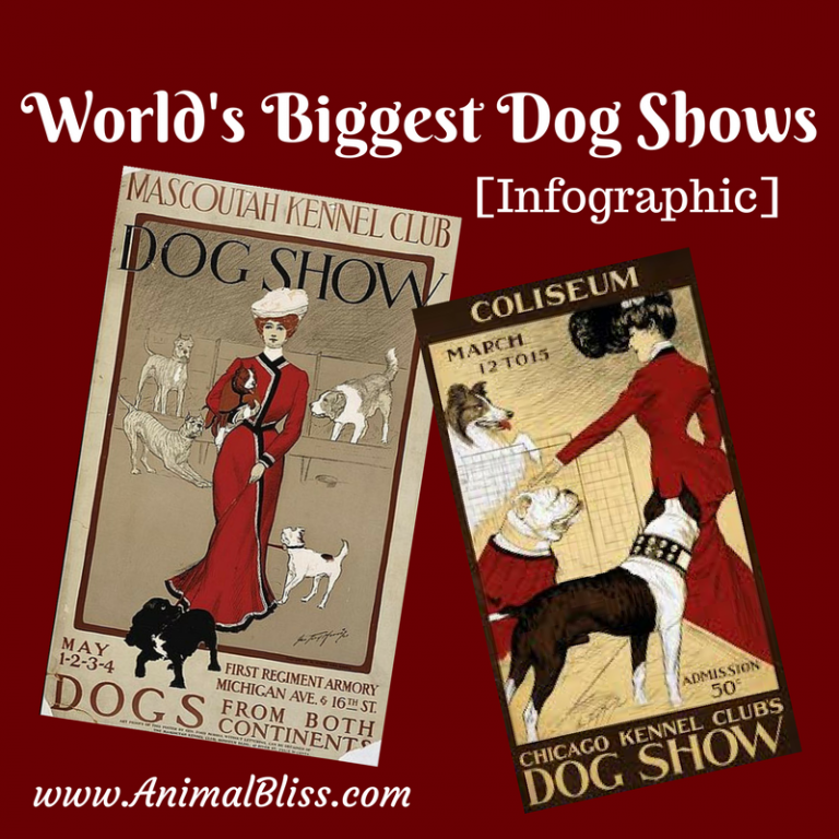 World’s Biggest Dog Shows [Infographic]