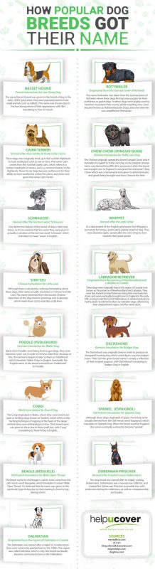 How Popular Dog Breeds Got Their Names [Infographic]