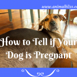 how can you tell if a dog is pregnant