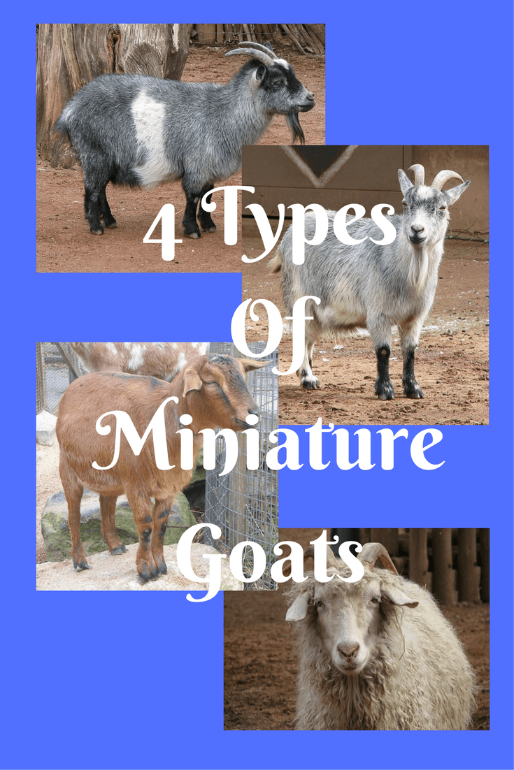 micro mini goat