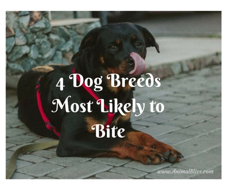 List Of 4 Dog Breeds Most Likely To Bite