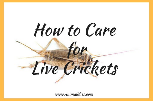 How to Care for Live Crickets, Keeping Your Crickets Alive