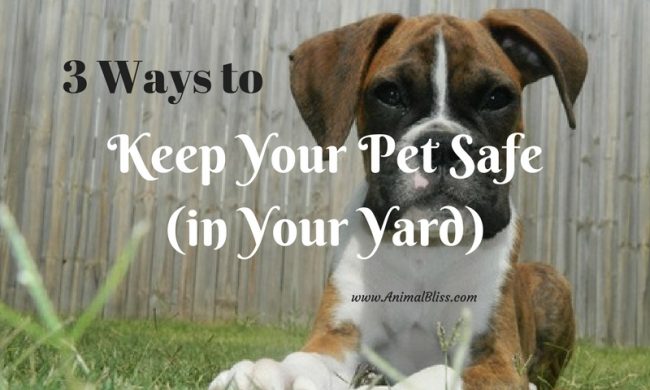 3 Ways to Keep Your Pet Safe in the Yard - Free to Roam