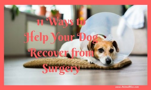 10 Ways to Keep Your Dog's Brain Busy After Surgery