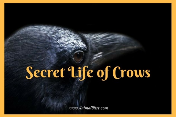 are crows smarter than dogs