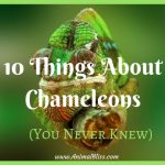 Do Chameleons Make Good Pets? What You Need to Know