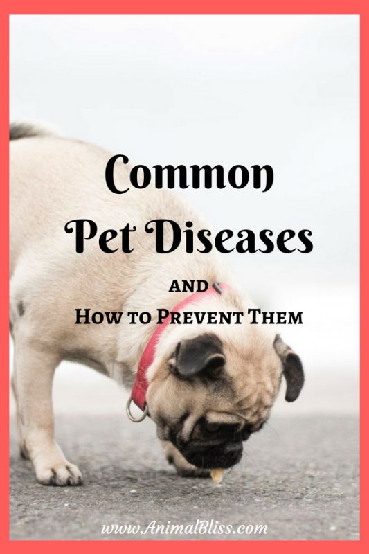 Common Pet Diseases - How to Prevent Them (Infographic)