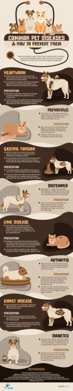 Common Pet Diseases - How to Prevent Them (Infographic)