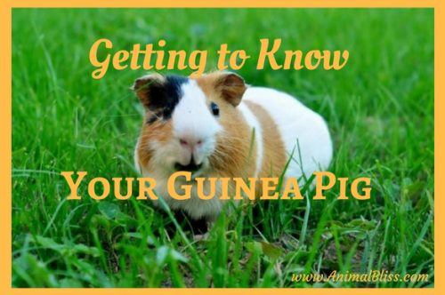 Caring For Your Guinea Pig - A Beginner's Guide 