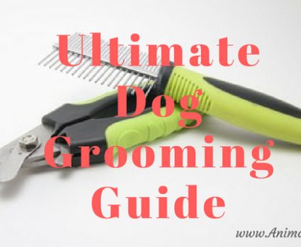 Ultimate Dog Grooming Guide 2 425x350 
