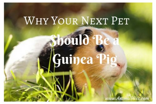 Why Your Next Pet Should Be a Guinea Pig - Animal Bliss