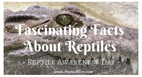 10 Fun Facts About Reptiles - Bank2home.com