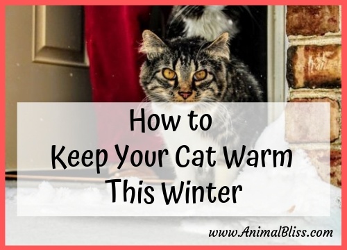 Stay Warm with Your Cat