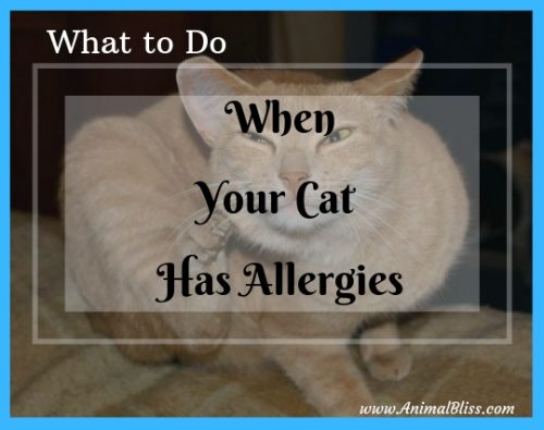 what-to-do-when-your-cat-has-allergies