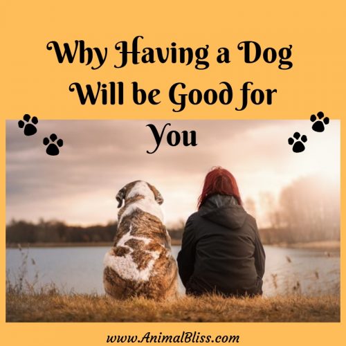 Why Having a Dog will be Good for You