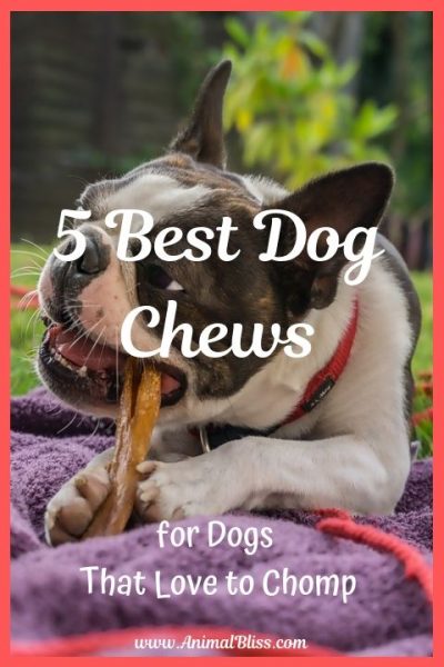 5 Best Dog Chews For Dogs That Love To Chomp Animal Bliss